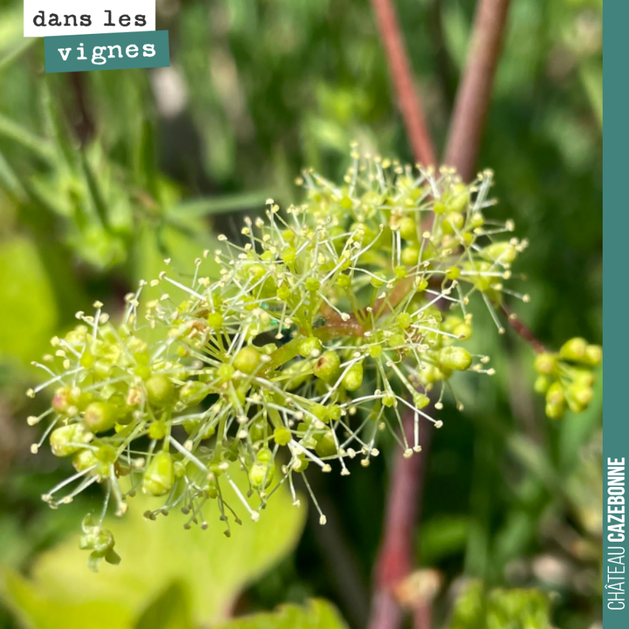 Les porte-greffes sont en fleur, avec comme toujours de l’avance sur les vitis vinifera.