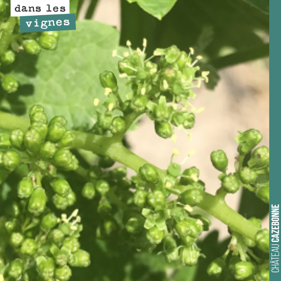 Tour début de la floraison sur le merlot observée aujourd’hui sur notre parcelle de Peyron.
Ces conditions climatiques hors normes, permettent en tout cas une floraison dans les meilleures condit...