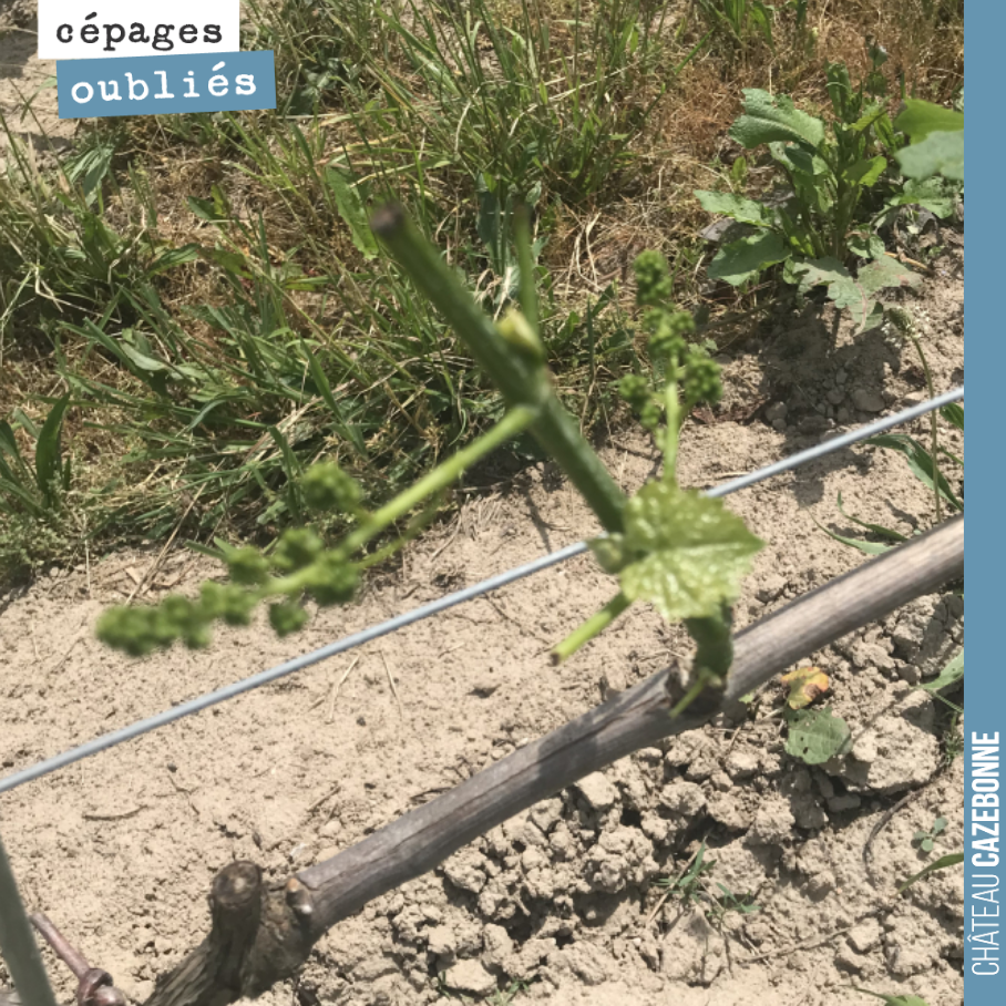 Les chevreuils sont passés par là. Ils raffolent des jeunes feuilles. Heureusement, ils n’aiment pas les grappes. Ici, sur nos rangs de Sauvignonasse. On voudrait bien pourtant vinifier une premièr...