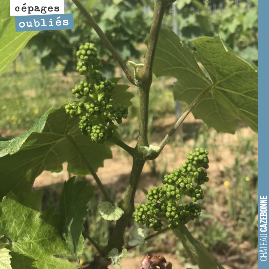 Portrait de cépages.
Commençons par le Jurançon noir. C’est un cépage magnifique au port bien érigé, facile à palisser. Ils donnent de belles grappes, bien régulières et espacées, ce qui va permet...