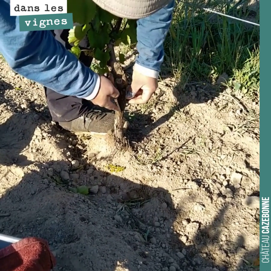 C’est parti pour notre campagne annuelle de surgreffage. Nous surgreffons aujourd’hui des porte-greffes avec du Saint-Macaire, du Mancin et du Castets.