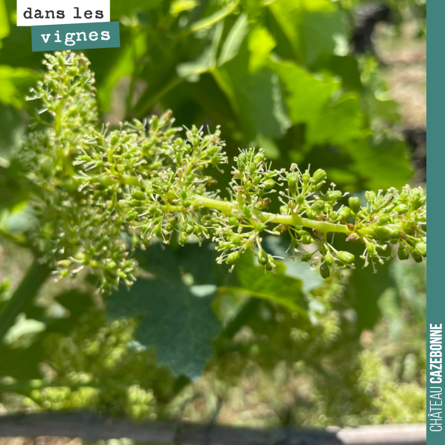 La floraison se termine.
Les grappes sont magnifiques, cette année.
On touche du bois pour qu’aucun incident n’intervienne d’ici la récolte !