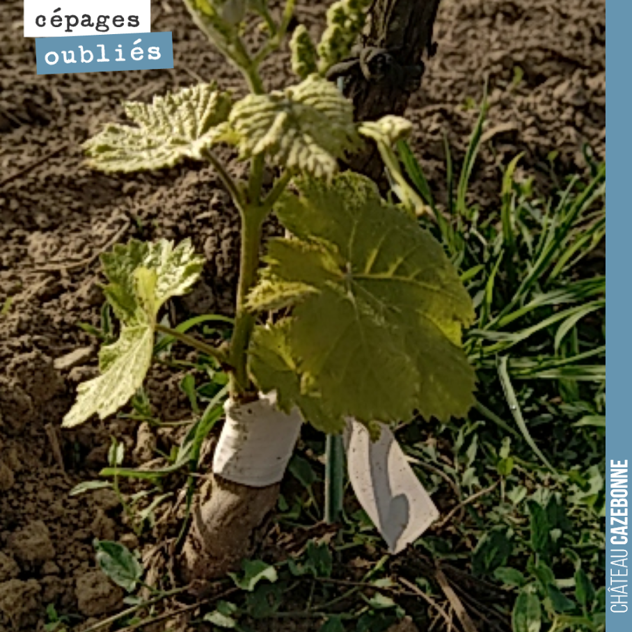 De la chaleur, de l’eau suite au 19mm de pluie de la semaine dernière. Nos surgreffages effectués, il y a 15 jours, se portent très bien. Ici sur une greffe de Saint-Macaire.