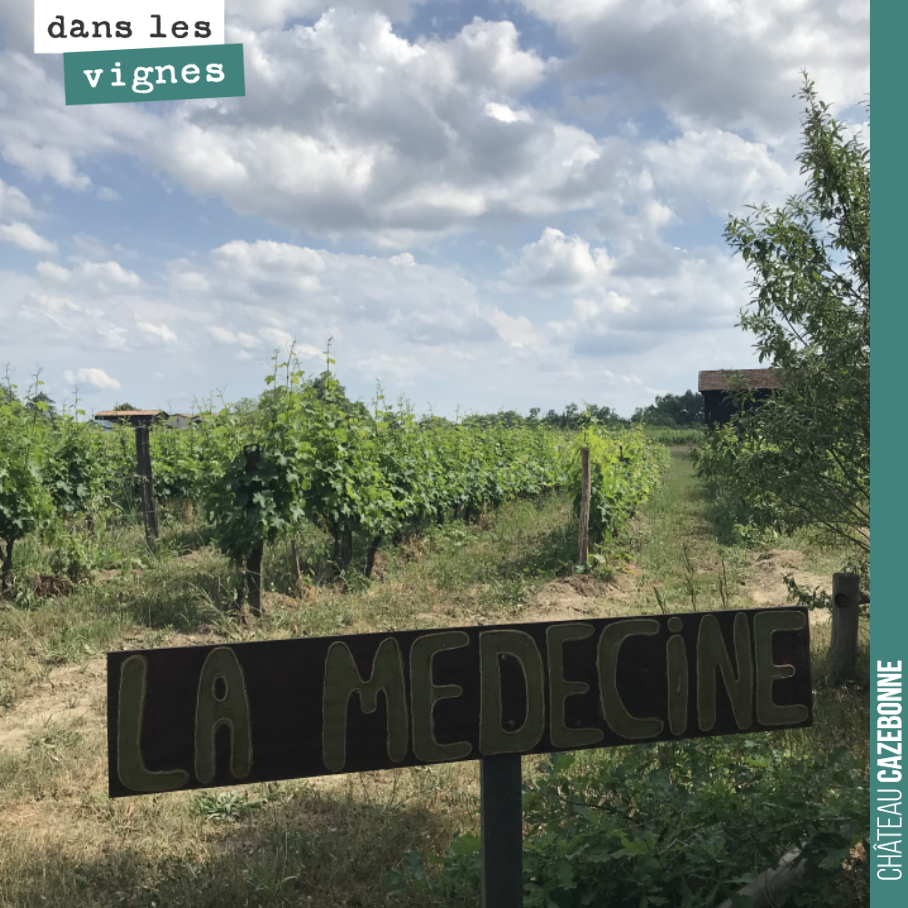 Nos vignes de Médecine où s’épanouissent nos sauvignon gris, mérille et Jurançon noir.