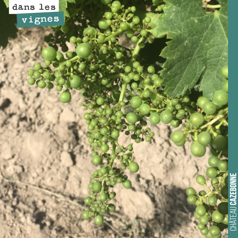 Cette année, pas ou très peu de coulure sur nos vignes, même sur les cépages sensibles comme le merlot. Mais par contre, un peu de millerandage, notamment sur les vieilles vignes.
Vous connaissez ...