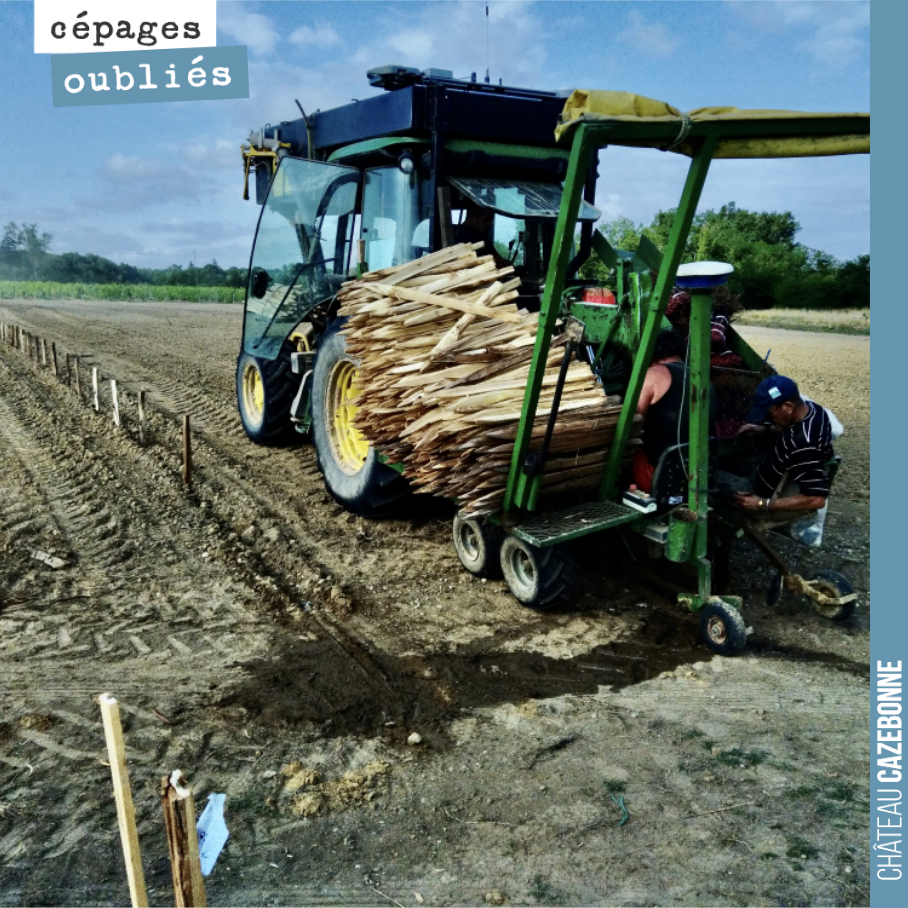 On a planté hier aux aurores notre parcelle phare sur nos terroirs de Peyron.
Un hectare de porte-greffes sur lesquels nous allons surgreffer en 2024 ou 2025 les 57 cépages historiques de Bordeau...
