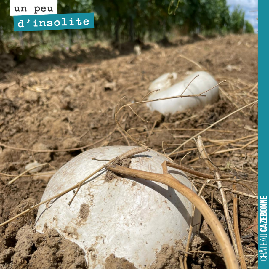 Quelques gouttes de pluie ont suffi pour faire sortir du sol ces magnifiques vesses de loup !
Magie de la pousse des champignons.
