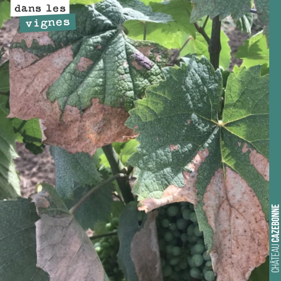 Les plantes ont souffert de la canicule de la semaine dernière. Deux journées à plus de 40 degrés, ont provoqué de l’échaudage sur feuilles et sur quelques grappes. Rien de grave à ce stade, mais h...
