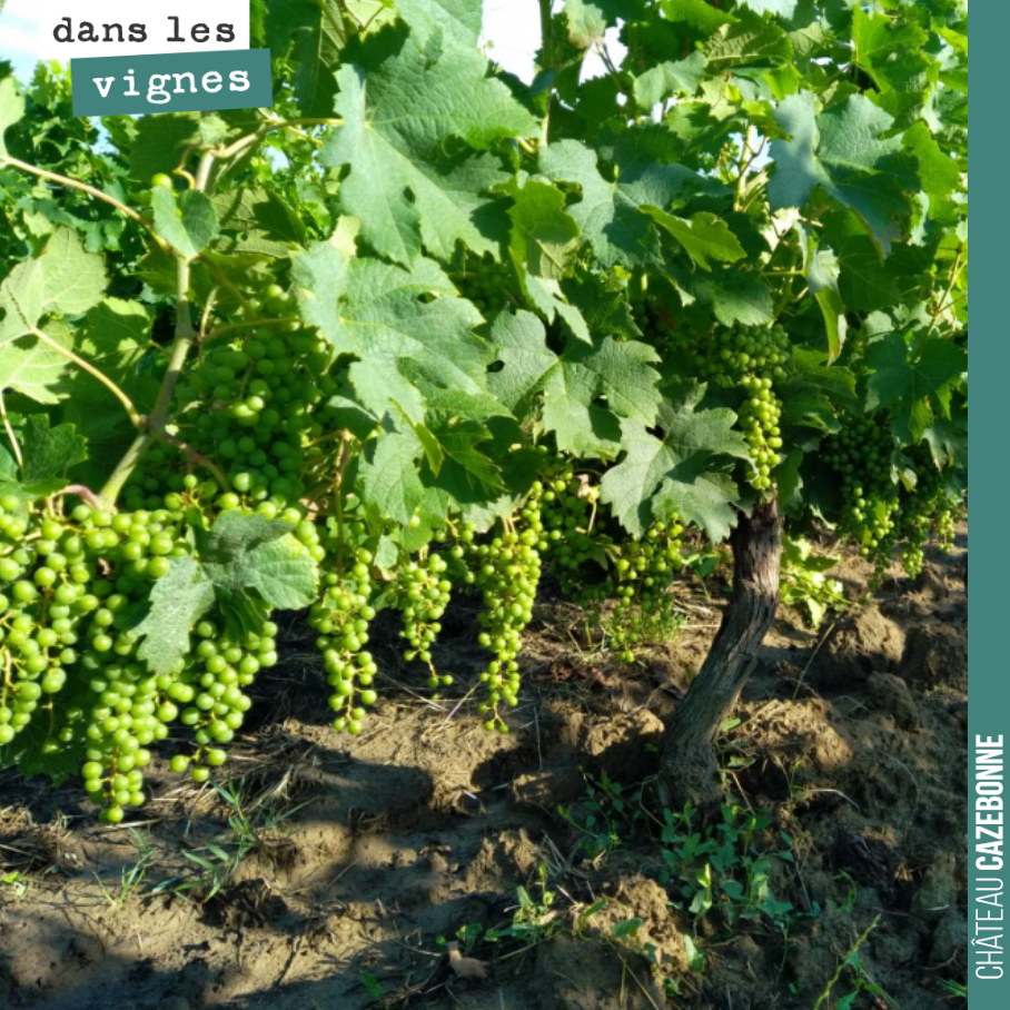 Les vignes sont magnifiques, cette année.
La fermeture de grappe se généralise. Nous avons eu 65mm de pluie ces derniers jours. Cela faire du bien à la vigne qui va sereinement pouvoir faire gross...