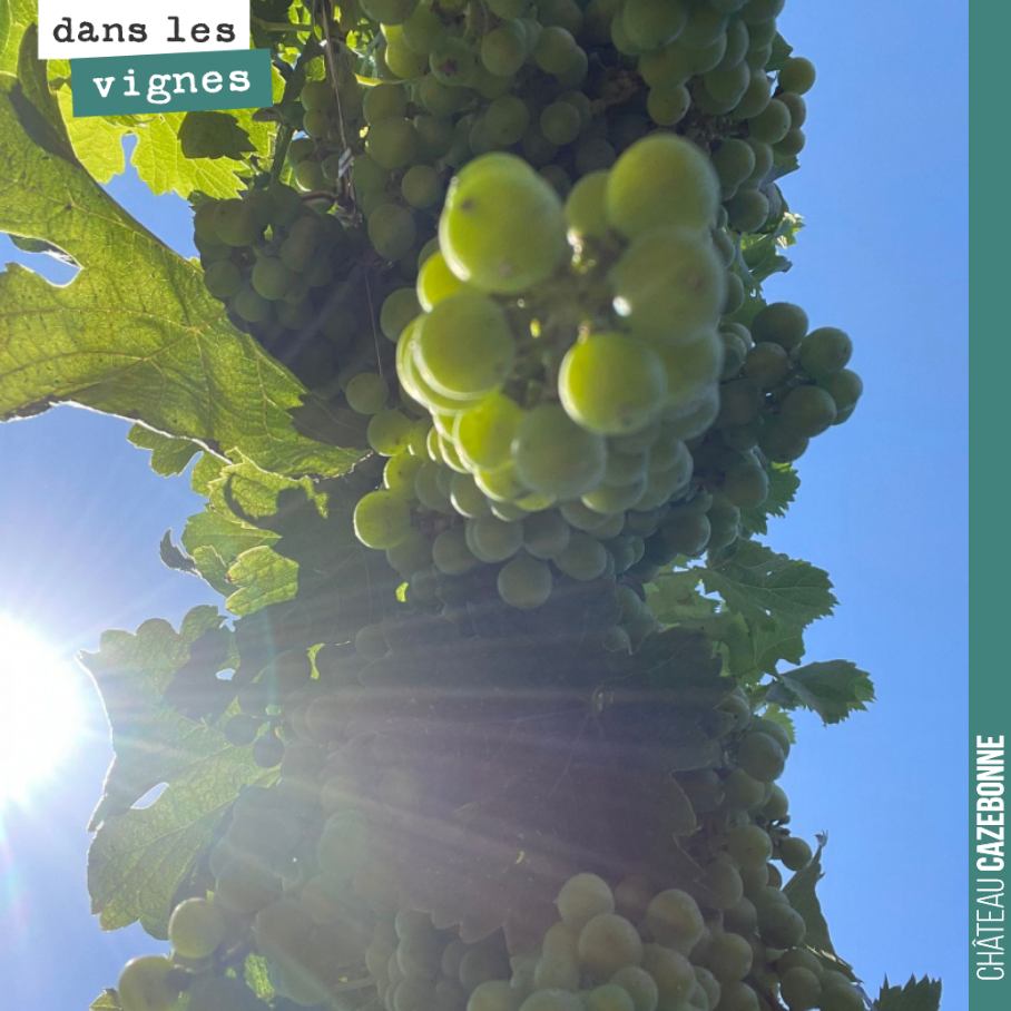 Si bleu, si calme !
Un arbre, par-dessus le toit,
Berce sa palme.