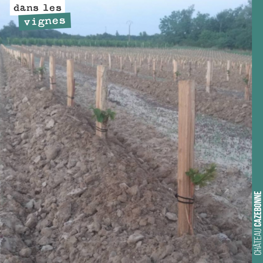 On a chaussé notre plantation de l’année. Cela nous permet d’éliminer les adventices qui commençaient à pousser et de garder plus longtemps la fraîcheur sur le pied. Cela nous permettra d’éviter un...