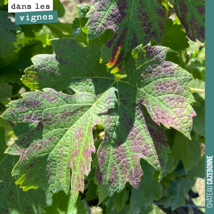 Ces jolies feuilles sont le signe de carences de la vigne. Dans le cas présent, une carence magnésienne !
C’est un syndrome fréquent sur nos sols acides de la rive gauche ! Certains porte-greffes ...