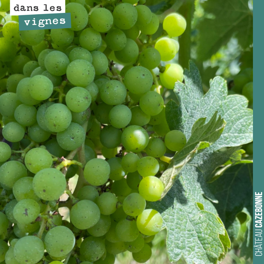 Les baies grossissent, les grappes sont belles.
Pas encore trace de véraison mais cela ne devrait plus trop tarder.