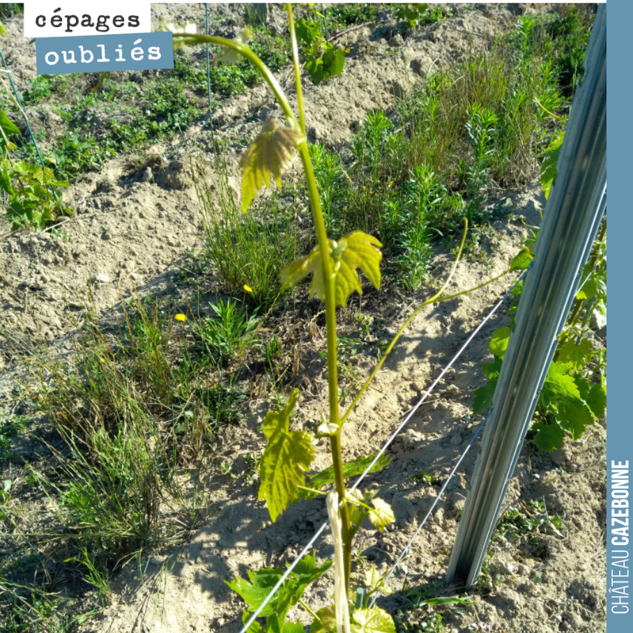 Le surgreffage de Saint-Macaire atteint déjà le fil du haut.
Superbe réussite de notre surgreffage cette année !
On prend toutes les bonnes nouvelles, on a un métier assez dur comme cela !