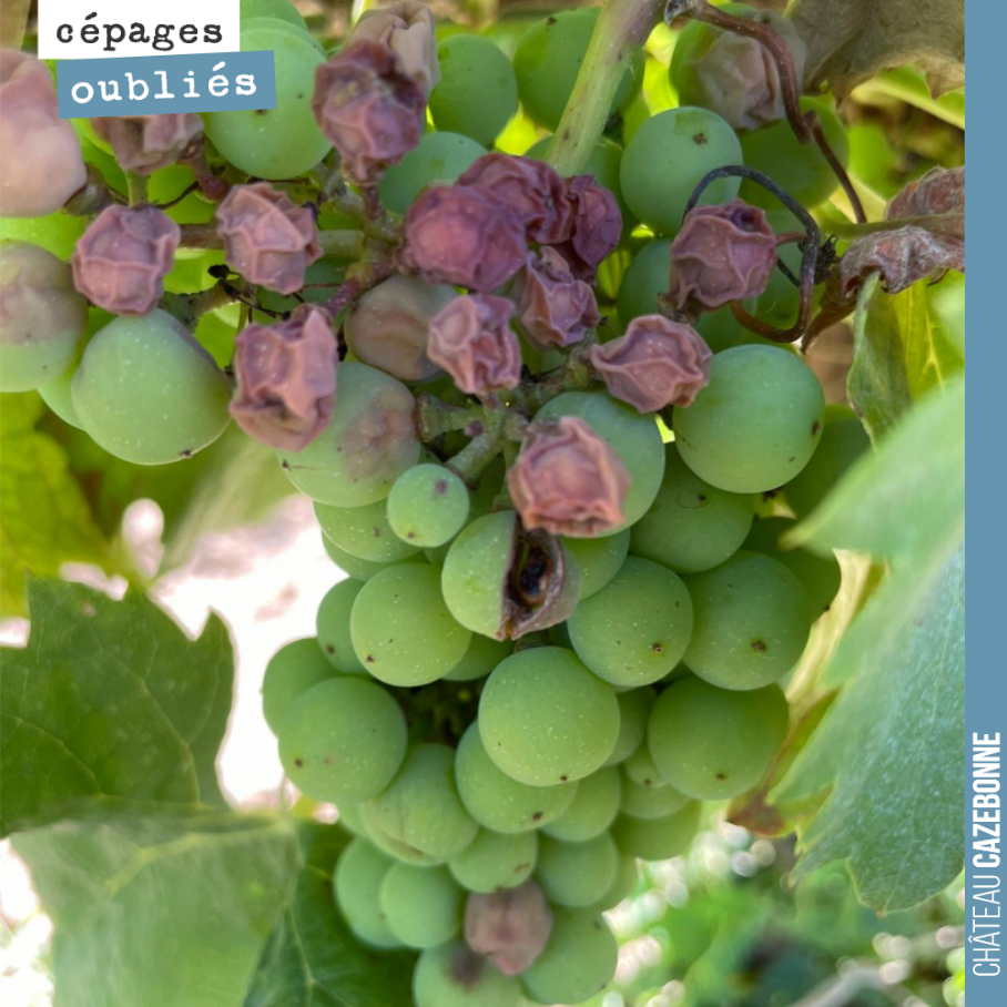 Jusque là, la vigne courbe l’échine, ralentit son activité, pour résister à cette vague de chaleur. Très peu de dégâts à date.
On constate seulement quelques grappes victimes d’échaudage, et parti...