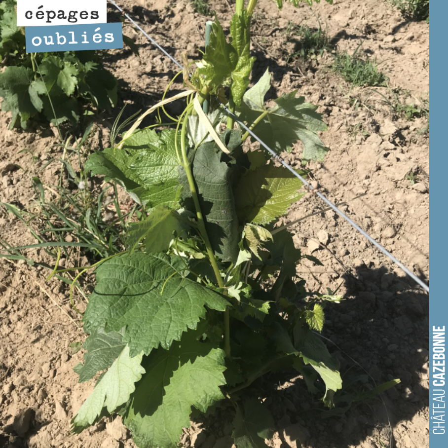 Un surgreffage demande de l’entretien. La greffe reste fragile et est une victime toute trouvée du vent.
Pour éviter cela, on attache le rameau au fil et on élimine au passage les dernières repous...