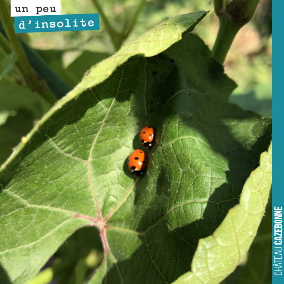 Il fait tellement chaud !
Ces coccinelles ont trouvé le creux d’une feuille de vigne pour se protéger !