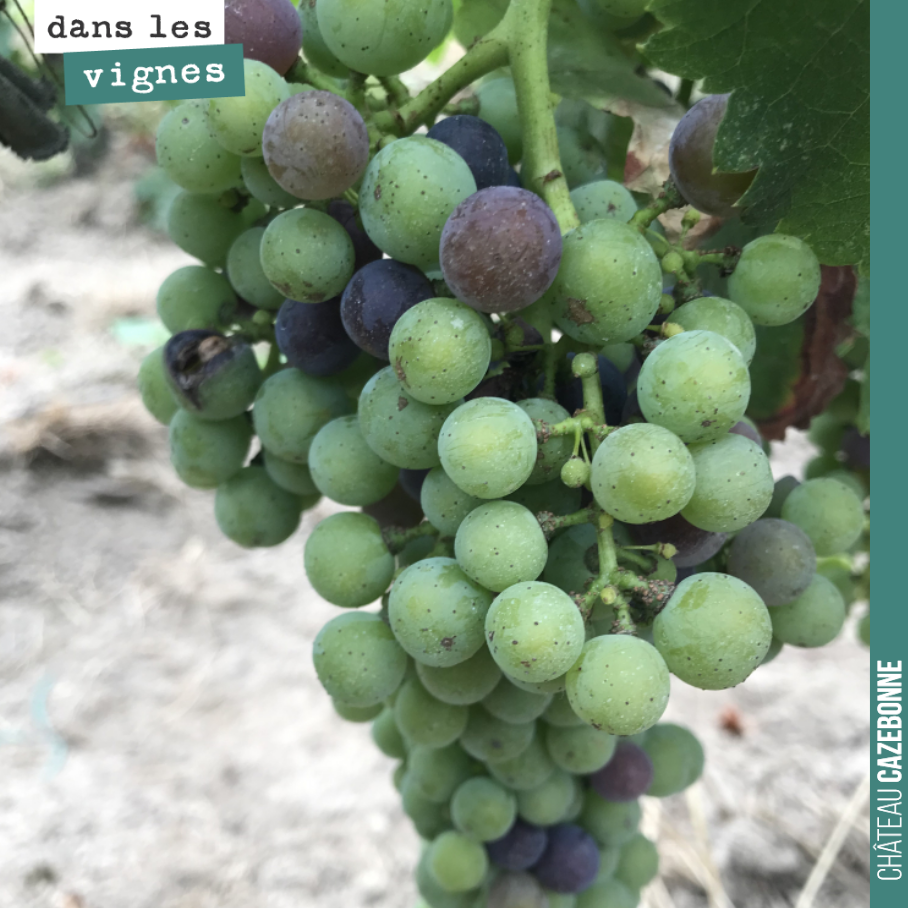 La véraison est enclenchée. On devrait vendanger les merlots autour du 10 septembre.
Mais il nous faudrait maintenant un peu de pluie pour des maturations optimales.