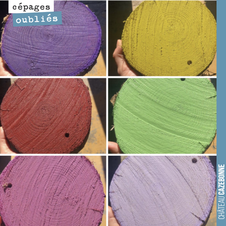 26 cépages replantés sur le domaine, bientôt 57 !
On commence à s’y perdre. Alors pour répondre à cela, on a décidé de faire du Land Art. Un rond de couleur à chaque bout de rang pour symboliser ...