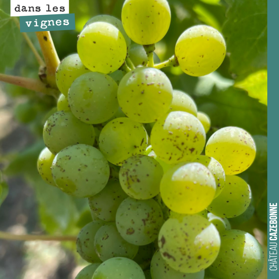 La véraison est désormais bien enclenchée sur les blancs. Ici sur une grappe de sauvignon de notre terroir de Peyrous.