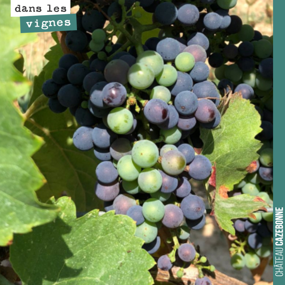 La véraison avance. On attend les pluies avec impatience. Cela commence à souffrir notamment sur les plus jeunes vignes.