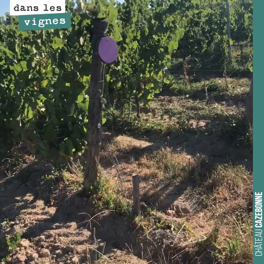 Désormais, on va y avoir plus clair dans la myriade de 57 cépages dans nos vignes. Des ronds de couleur pour symboliser la variété de ces cépages.
On trouve que vignes et couleurs dont bon ménag...