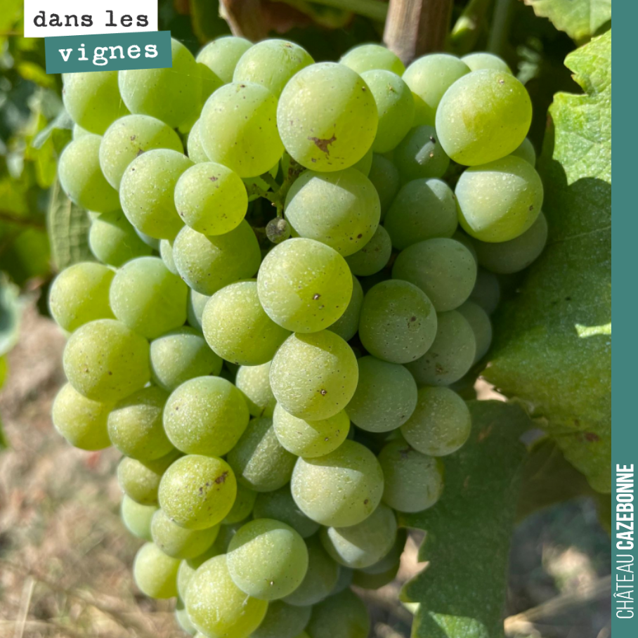 Magnifique grappe de sémillon. La véraison avance. Beaucoup d’hétérogénéité sur les bancs. Il est possible cette année que l’on commence à vendanger certaines parcelles de rouge, avant d’avoir fini...