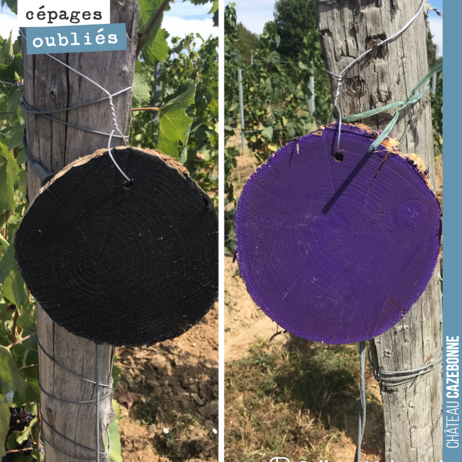 Mérille ou Jurançon noir ?
Vous votez pour quelle couleur ? Vous votez pour quel cépage ?
