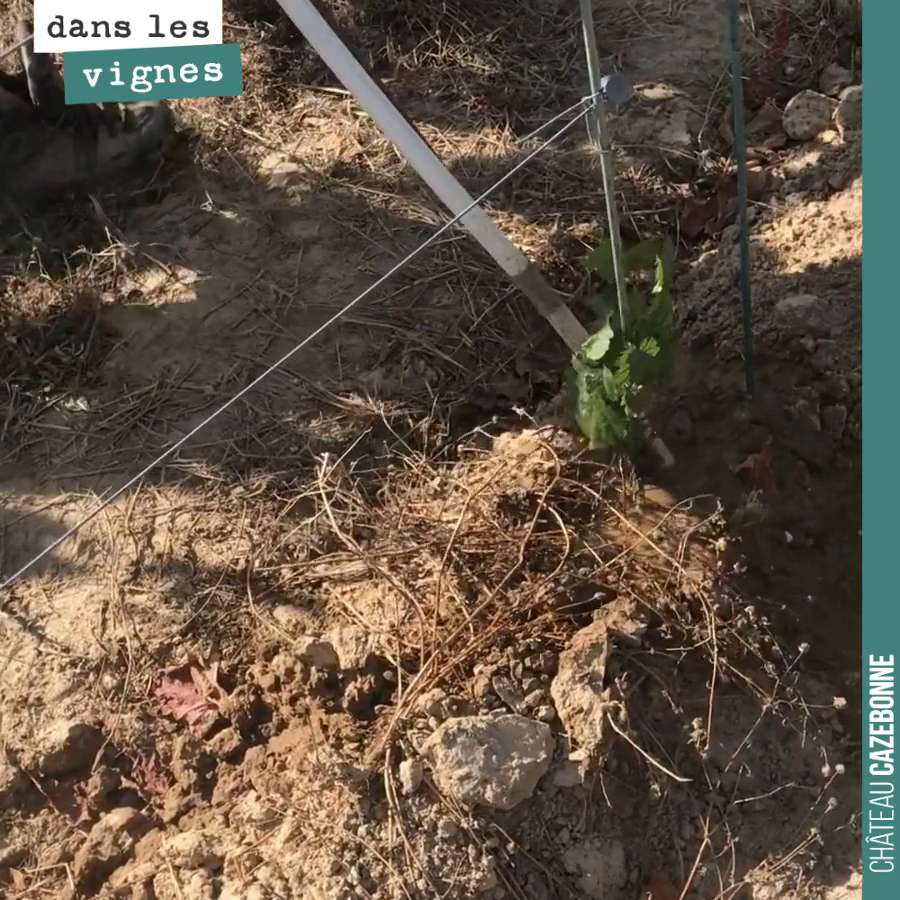 Face à la sécheresse, pas d’autre solution que d’arroser les complants.
On reste sur le pont en équipe réduite en cette première quinzaine du mois d’août, alors qu’en année normale, c’est la pério...