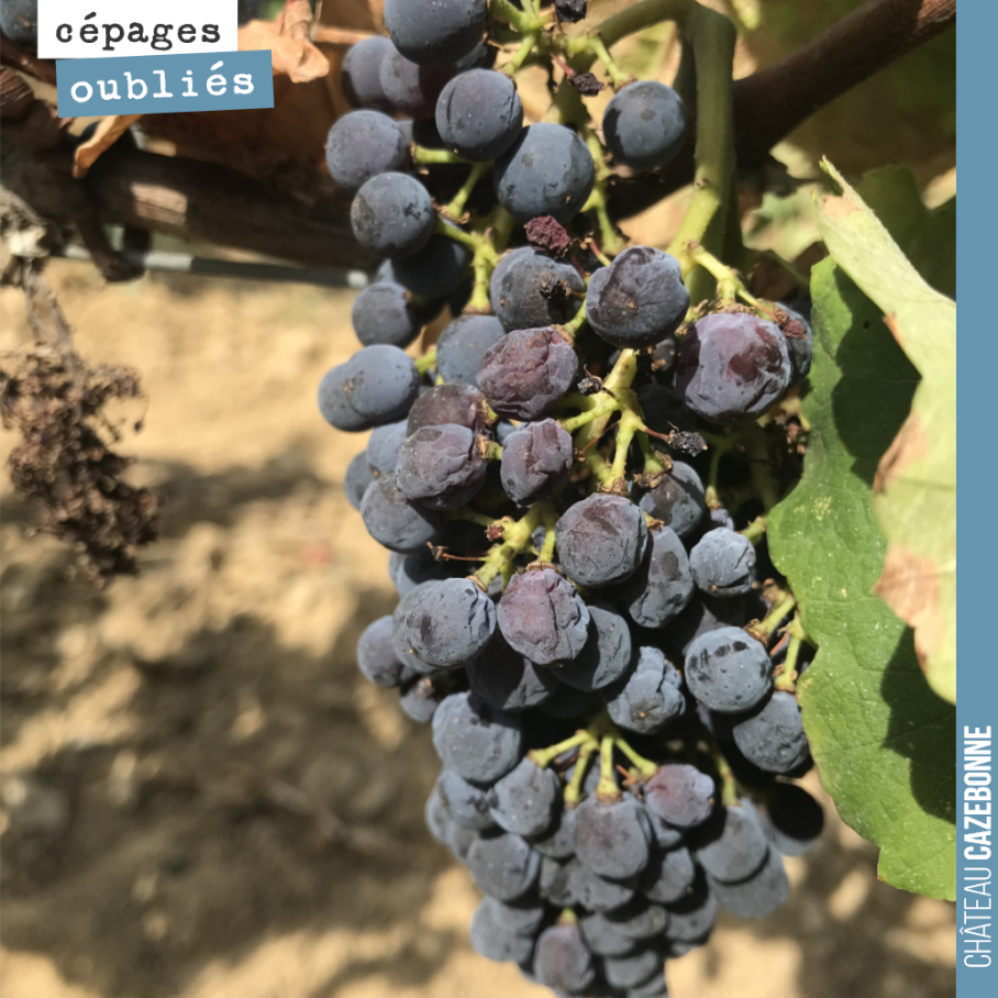 La sécheresse fait des dégâts sur les jeunes vignes pas encore bien enracinées.
Ici une grappe de Jurançon noir, en train de flétrir.
On nous annonce 20mm en début de semaine prochaine. On espère...