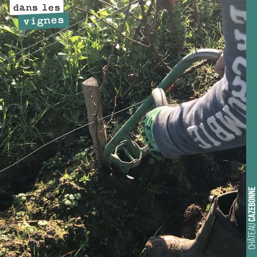 Pour coplanter, il faut faire les trous, un par un, à la tarière.
3500 plants à faire pour cette année. On remet à niveau nos îlots de blanc.