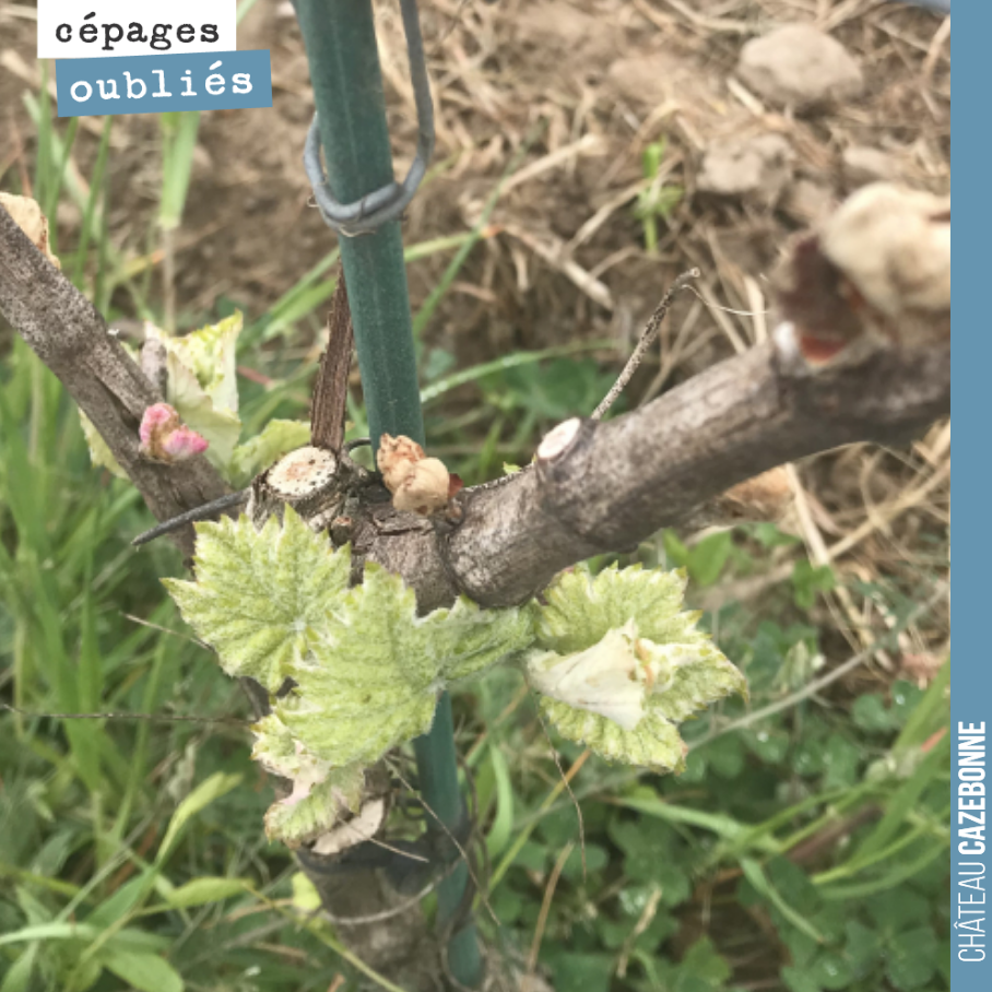 Le Saint-Macaire n’a pas été épargné par le gel. Mais la vie repart. On espère pouvoir récolter quelques grappes cette année de ce magnifique cépage.