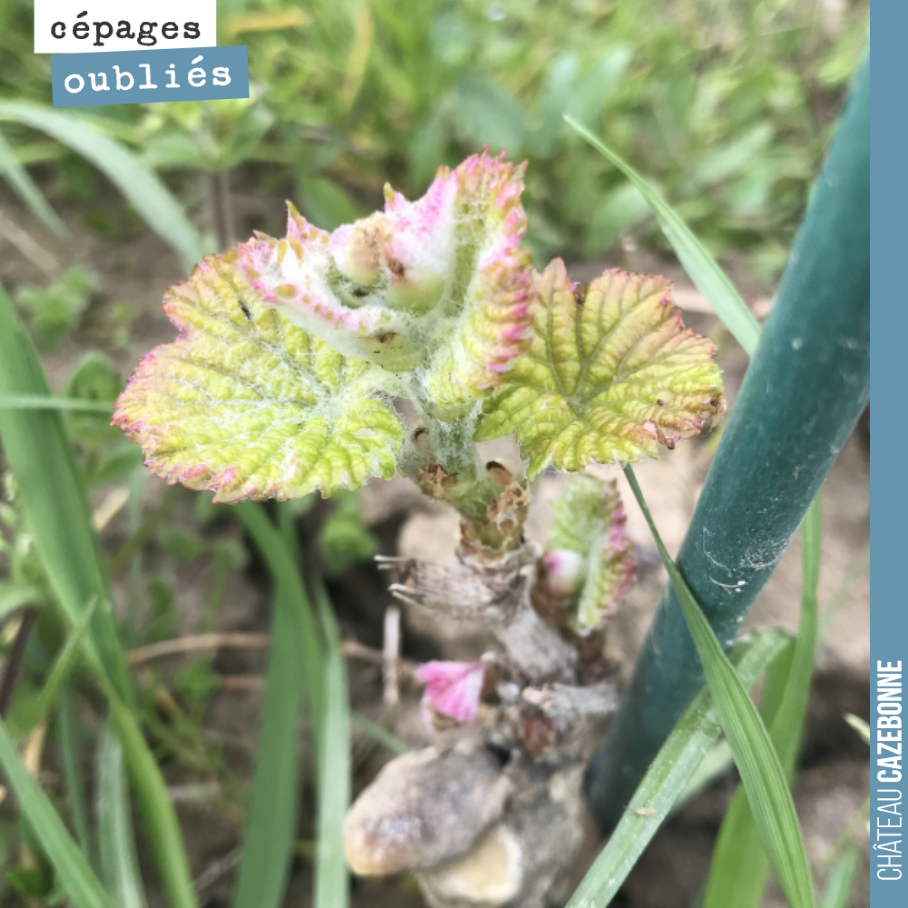 Les complants de l’année vont être les plus touchés par les gelées qui sont annoncées à partir de dimanche.
Nous sommes ici sur un plant de Saint-Macaire, cépage particulièrement précoce et donc s...