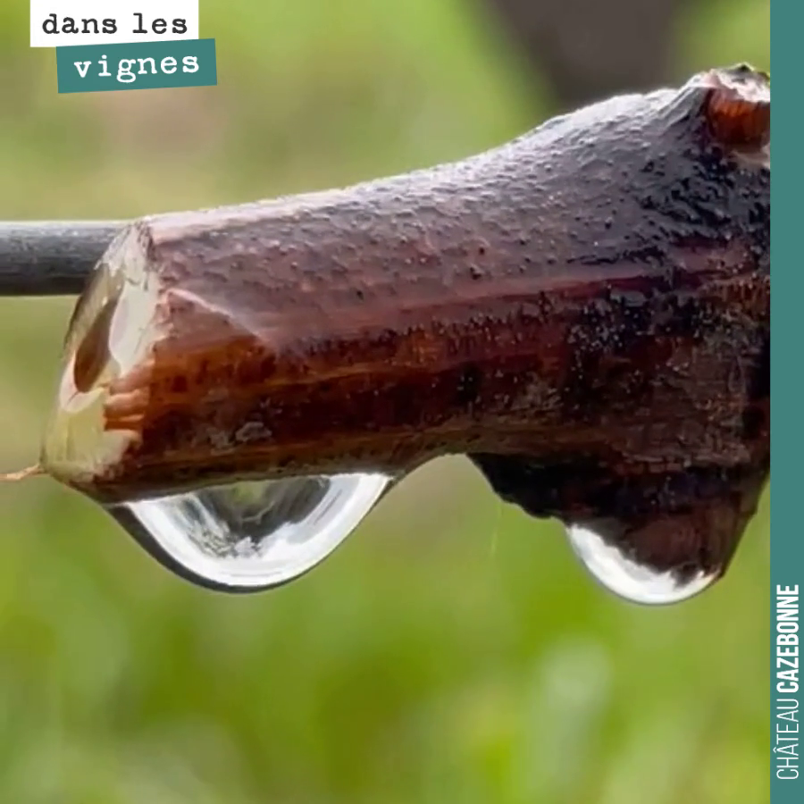 L’effet de bord de notre taille tardive pour éviter le gel, c’est que l’on fait pleurer la vigne
Le prix à payer pour une belle récolte. On espère être épargné d’un nouvel épisode de gel !