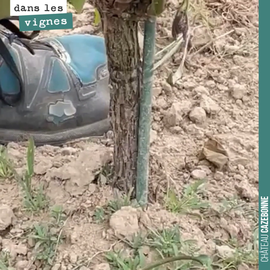 Surgreffage 2022. Clap de fin !