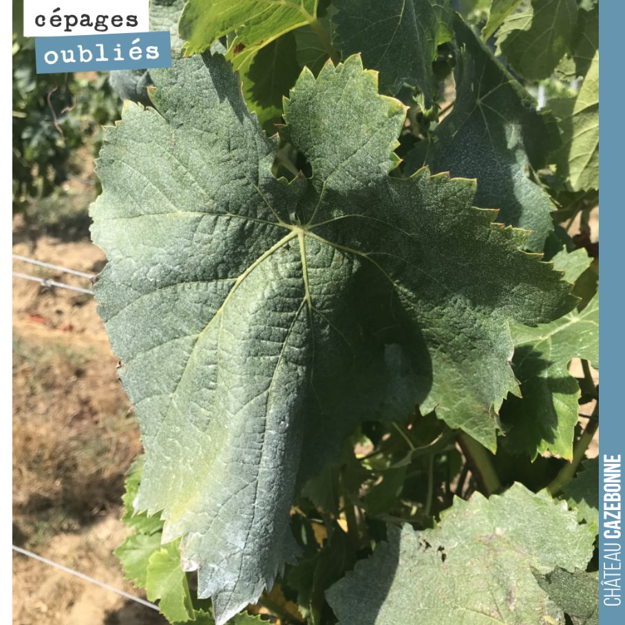 Feuille caractéristique de Bouchalès.
On attaque les vendanges demain avec notre magnifique terroir de Bouché.
Cette parcelle est complantée de Semillon, Sauvignon et Sauvignon gris.
Il faut tro...