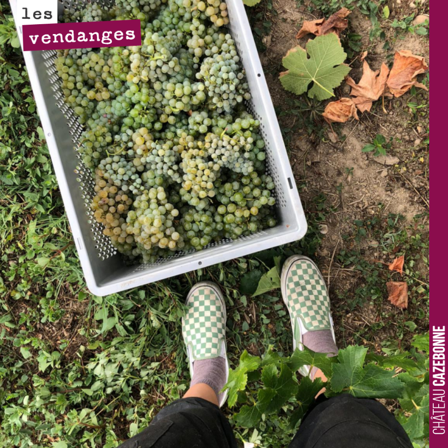 C’est parti pour les vendanges. On a fini ce matin la récolte de notre parcelle de Bouché. Une parcelle complantée de Semillon, Sauvignon et Sauvignon gris, récoltés en même temps.
La qualité est ...