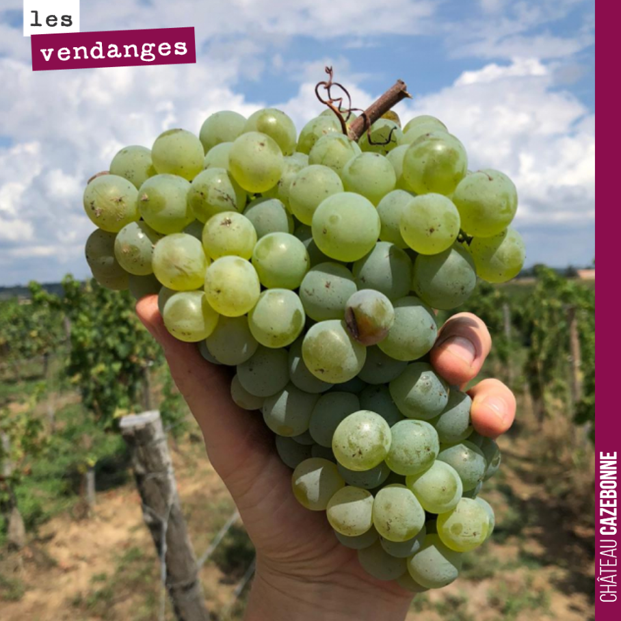 Semillon, mon amour.
Un très grand cépage !