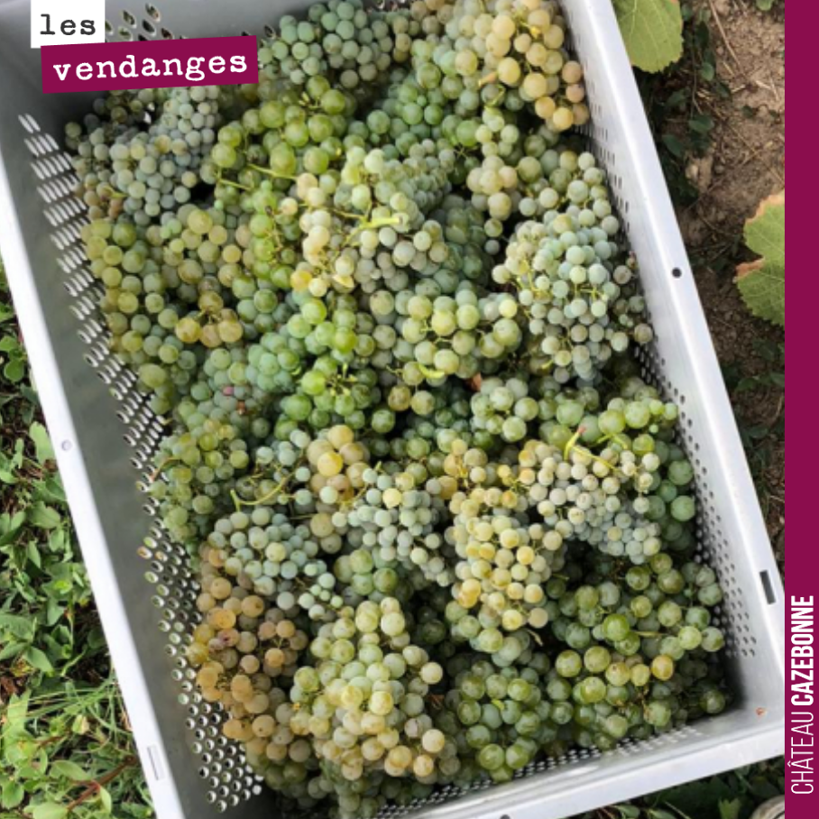 Toute la complexité de notre cuvée Argile ocre se retrouve dans cette cagette. Du très mûr, du mûr, du moins mûr.
Des raisins qui apportent de la complémentarité, une palette aromatique sans parei...