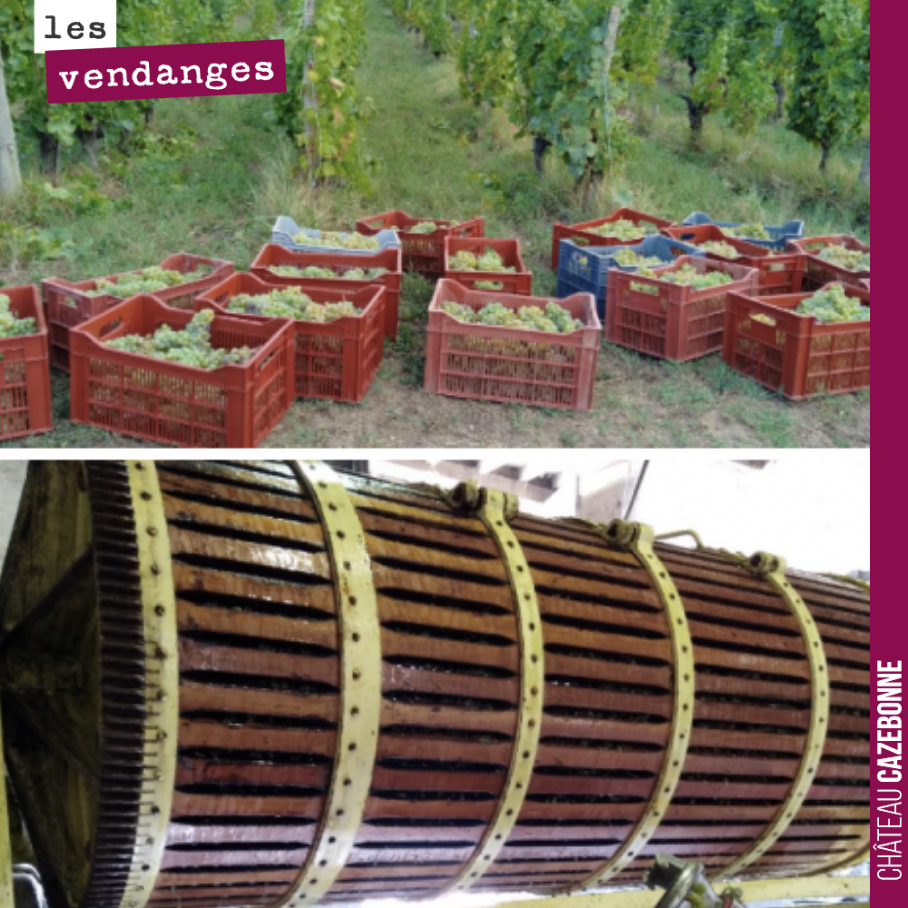 Ça vendange chez Florian, notre directeur. En parallèle à Cazebonne, il exploite une parcelle de Semillon et de Merlot.
On lui souhaite une bonne vendange et bon pampaillet pour clôturer cela !