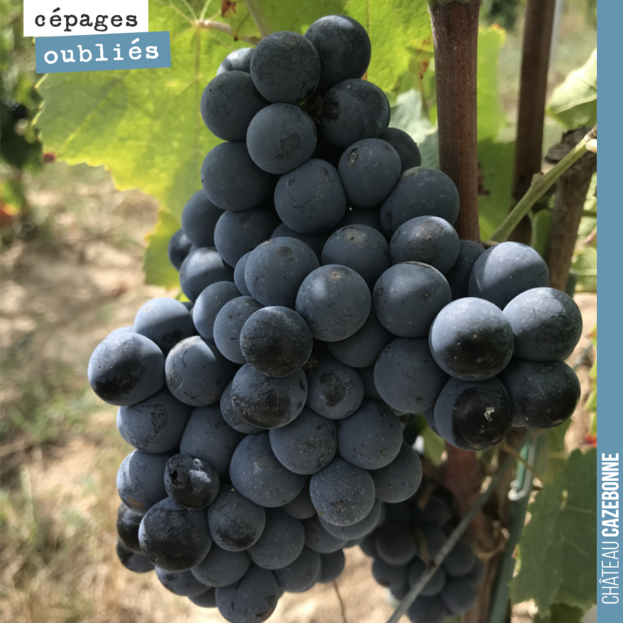 On est passé déguster hier, l’ensemble des cépages oubliés que l’on a planté sur le domaine : blanc auba, blanc verdet, sauvignonasse, prueras en blanc.
Et en rouge, gros cabernet, gros verdot, Ca...