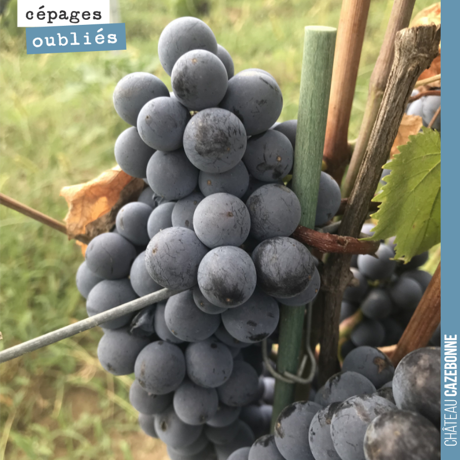 La Mérille nous surprend à la veille des vendanges. Elle a été une des premières à souffrir de l’échaudage sur ces jeunes vignes.
Pourtant à ce stade, les baies sont grosses et bien gonflées, là o...