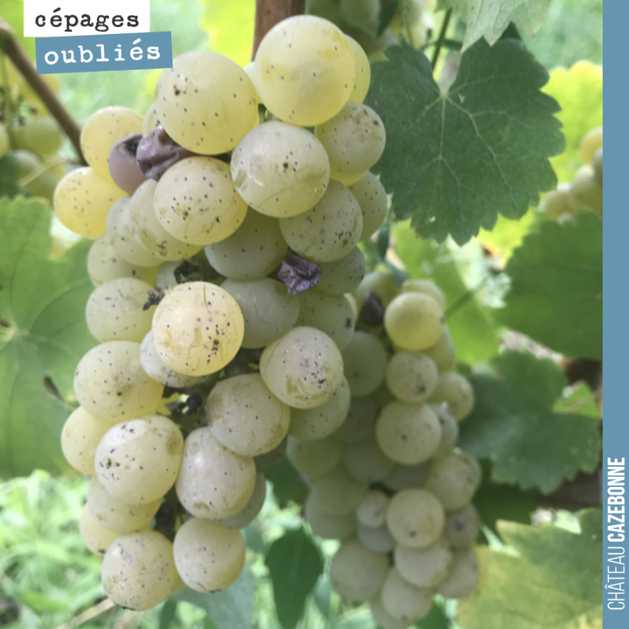 On a vendangé hier nos premières grappes de sauvignonasse. C’est bon avec un joli gras, de la matière.
Affaire à suivre !