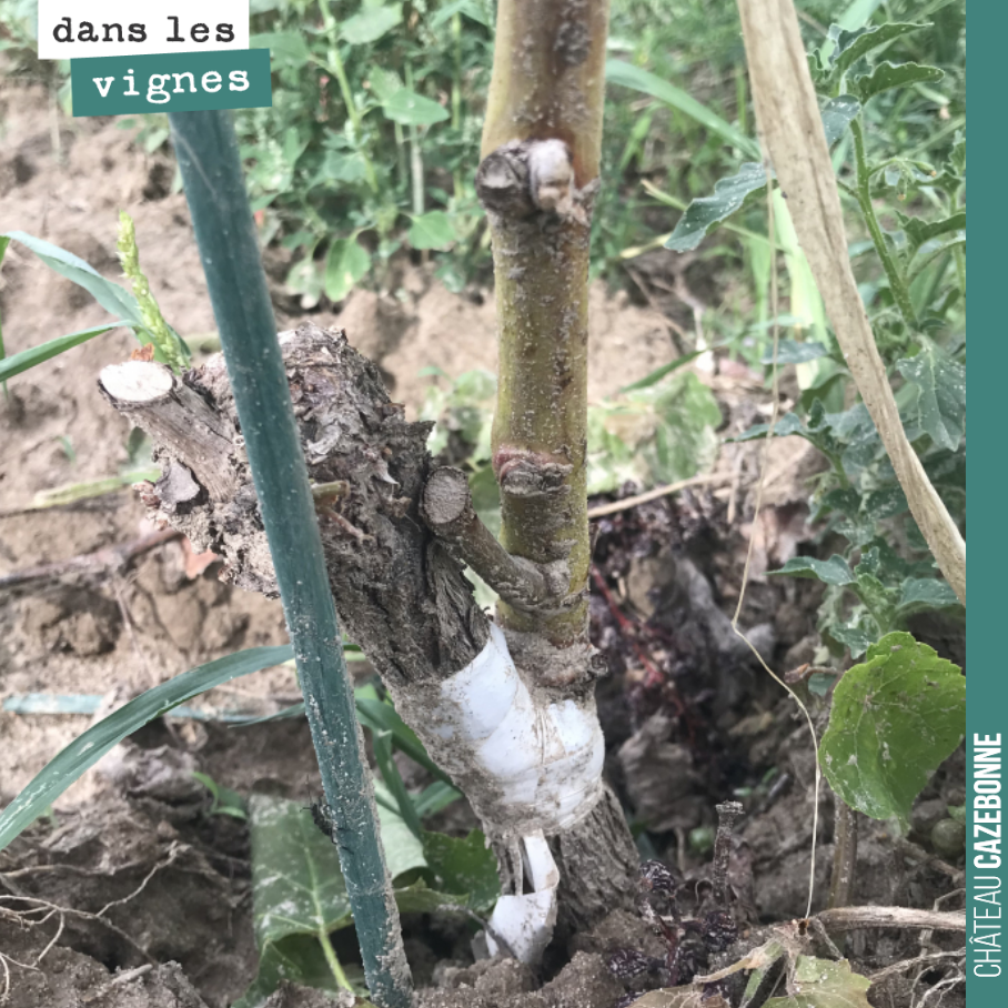 Magnifique surgreffage sur Saint-Macaire cette année.
Greffe en chipbud.
Prometteur pour l’avenir.
Tous nos cépages oubliés sont surgreffés sur place pour une meilleure qualité de greffe. Prépar...