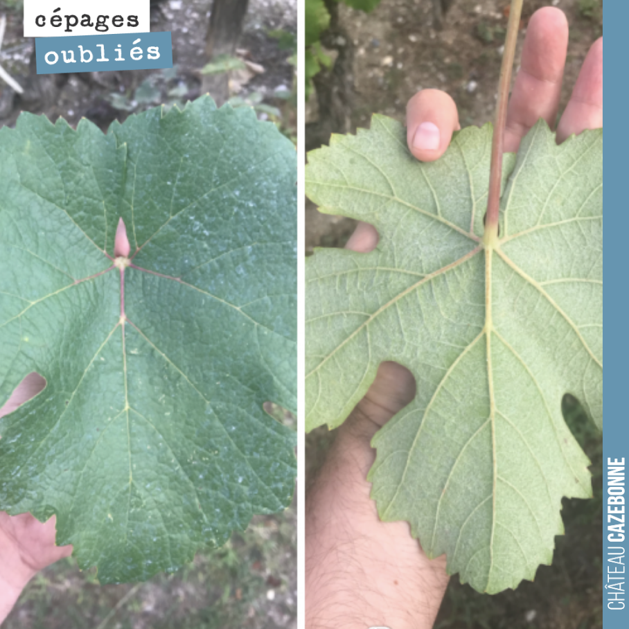 Continuer à prospecter de vieilles parcelles pendant les vendanges pour identifier et goûter de vieux cépages.
Ici du Jurançon noir dans une parcelle de 1958.
Une plantation qui fait suite au dra...
