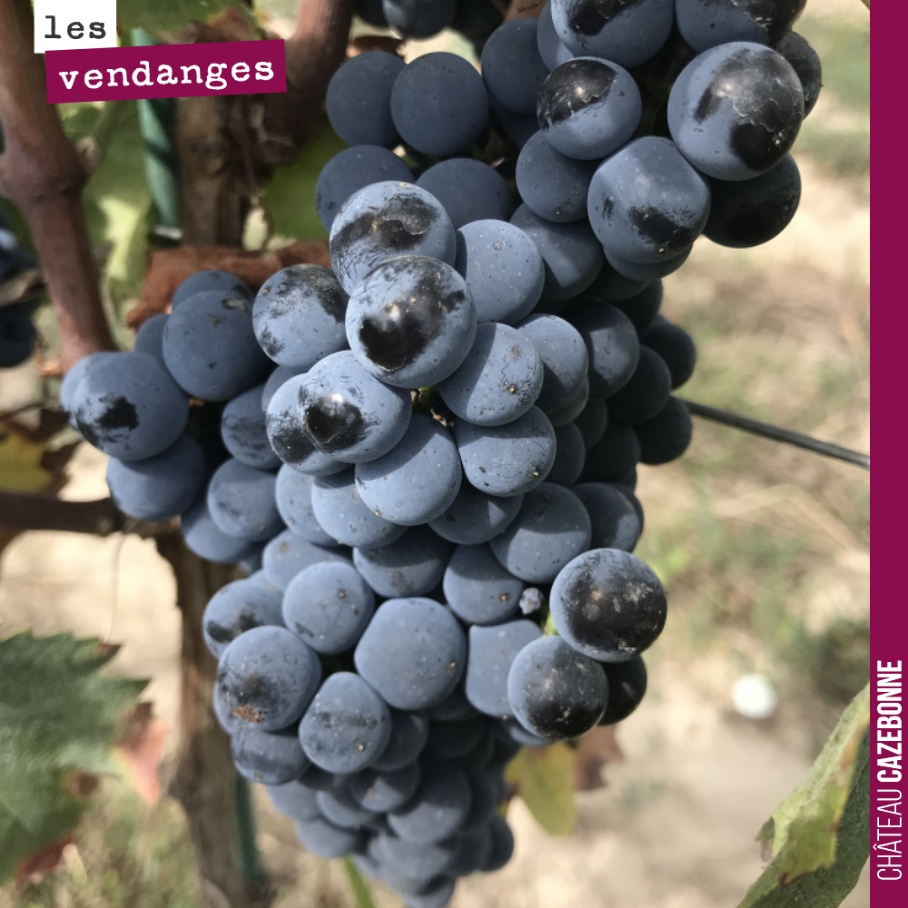 Bilan des vendanges à mi-parcours.
Les blancs sont pratiquement tous rentrés. Il nous reste juste quelques pieds de Prueras, Blanc Vert et Blanc Auba, trois cépages historiques tardifs que nous al...