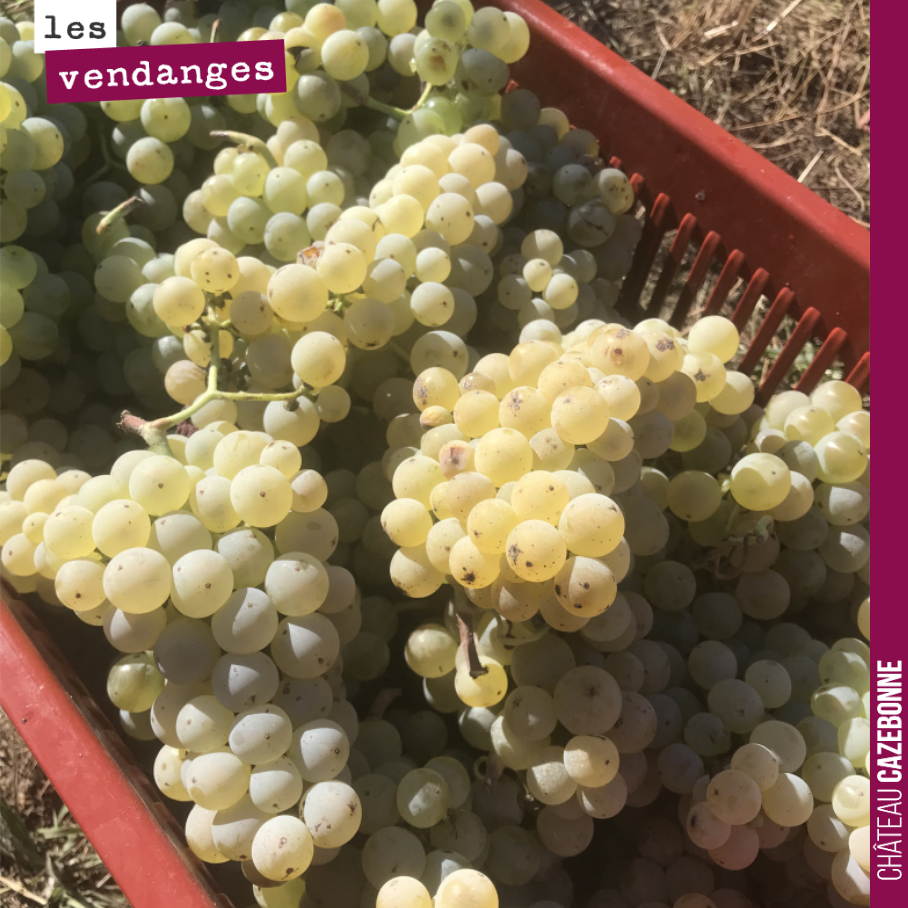 On a rentré hier Prueras, Blanc Auba et Blanc vert. Trois cépages que l’on va avoir plaisir à vinifier pour la première fois. 250 litres au total. Ce n’est pas beaucoup mais suffisant pour se rendr...