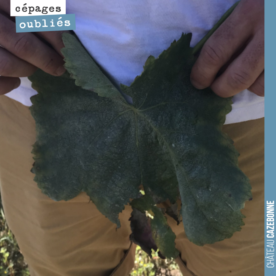 Étonnante feuille de Bouchalès, autrefois très utile, en des temps reculés, à des fins vestimentaires !