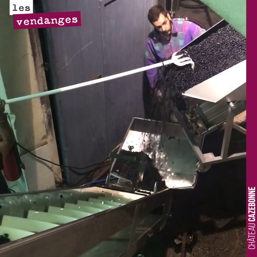 À la fraîche, on remonte les billes de merlot par gravité dans les cuves. On devrait avoir cette année, une magnifique cuvée Entre amis.