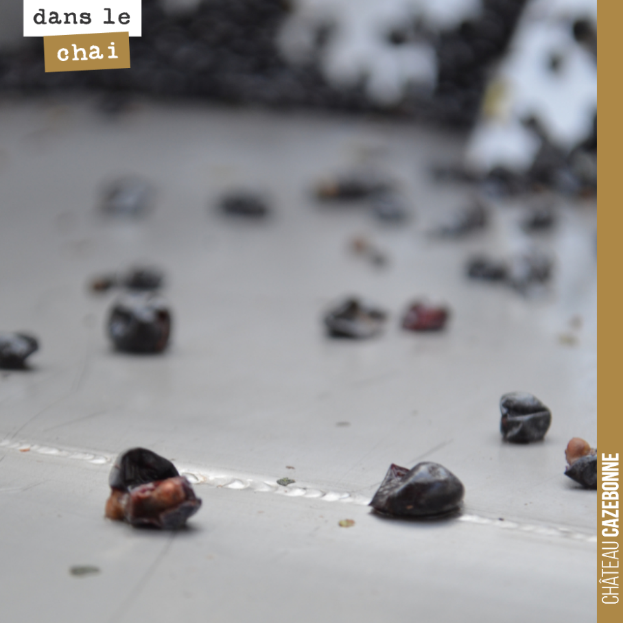 Cette année, rien ne presse.
Nos vendanges continuent. On a rentré la semaine dernière nos dernières parcelles du merlot. Des merlots concentrés, riches en couleur, avec une maturité relativemen...